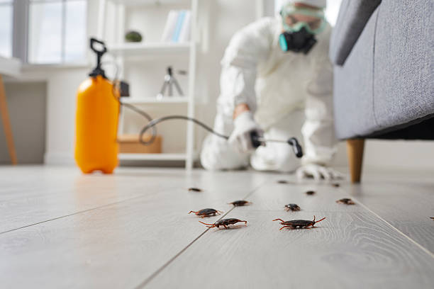 Post-Treatment Bed Bug Interceptor Monitoring in Middletown